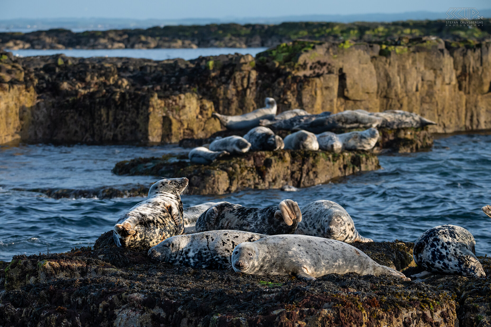 Farne Islands - Grey seals The Farne Islands are home to one of the largest Atlantic grey seal colonies on the east coast of England. Each autumn hundreds of pups are born here. When the tide is low, they mostly rest on some rocks. Stefan Cruysberghs